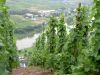 PICT4305_1